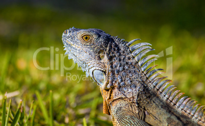 Portrait of macro shot on iguana head