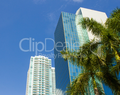 Miami, USA. Tropical landscape with palms and skyscrapers