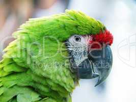 Green Parrot isolated on blurred background