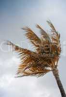 Palm at the wind