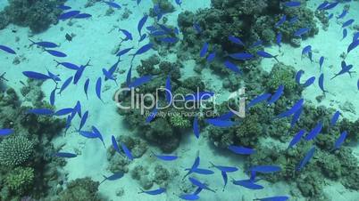 Shoal of Blue Fish on Coral Reef, Red sea