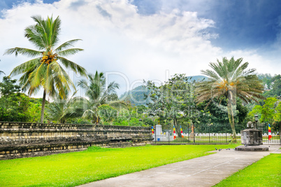 Lawn, coconut trees, cloudy day