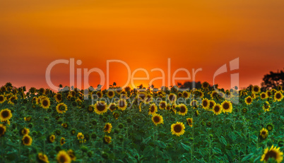 field of sunflowers