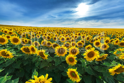 field of sunflowers