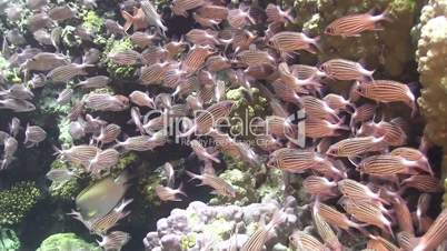 Shoal of Stripped Fish on Coral Reef, Red sea