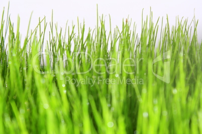 Gras