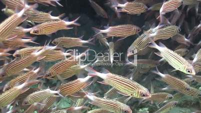 Shoal of Stripped Fish on Coral Reef, Red sea