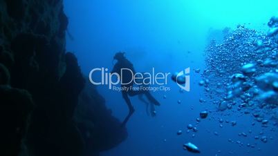 Diver Swim over Coral Reefs. Red Sea