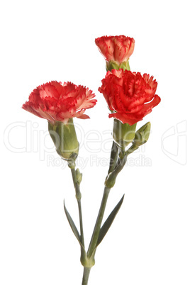 Red cloves in front of a white background