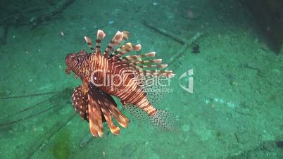 African lionfish on Coral Reef, Red sea