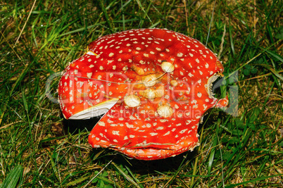 Amanita muscaria