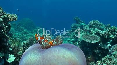 Clownfish in a sea anemone