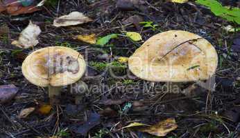 mushrooms in the forest