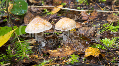 toadstool mushrooms in the forest