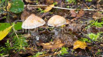 toadstool mushrooms in the forest