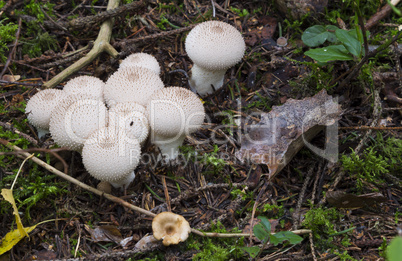 Lycoperdon.l mushrooms in the forest