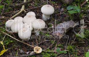 Lycoperdon.l mushrooms in the forest