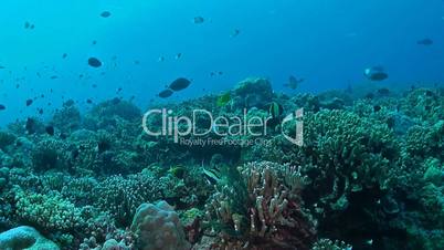 Coral reef with Butterflyfish and Bannerfish