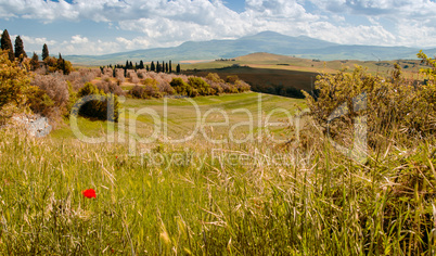 Poppy on a green meadow - Tuscany