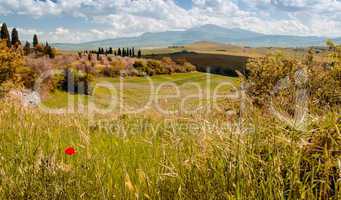 Poppy on a green meadow - Tuscany