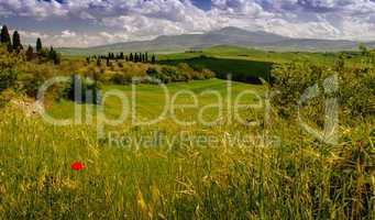 Poppy on a green meadow - Tuscany