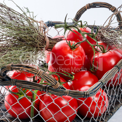 tomatoes in the basket