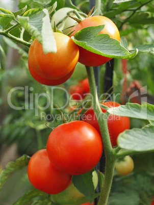 Tomatoes bunch close-up