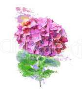 Watercolor Image Of Hydrangea Flower