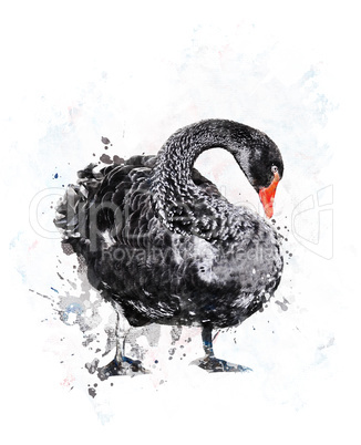 Black Swan.Watercolor