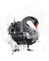 Black Swan.Watercolor
