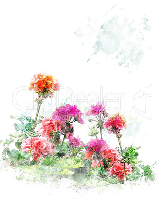 Watercolor Image Of  Geranium Flowers