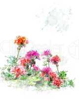 Watercolor Image Of  Geranium Flowers