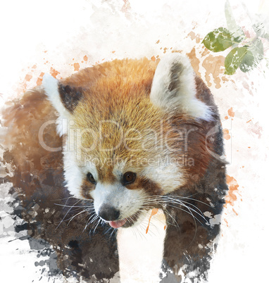 Watercolor Image Of  Red Panda