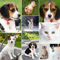 Collage of different cute pets
