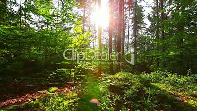 morning in the forest. the sun's rays pass through trees