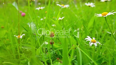 blooming daisies in green grass