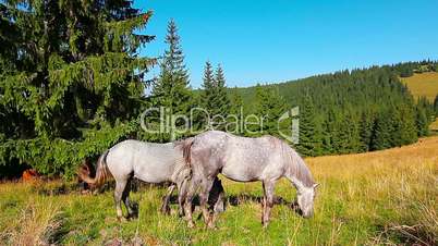 horses grazing on the background forest
