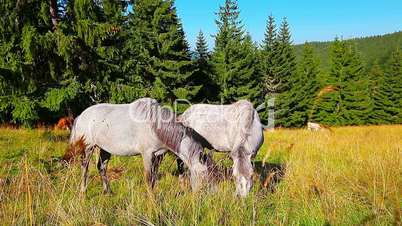 horses grazing on the background forest