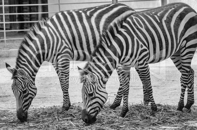 Zebra eating grass