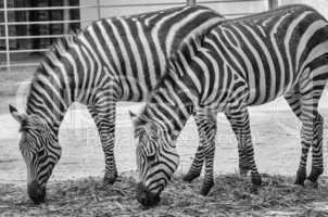 Zebra eating grass