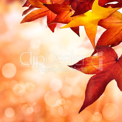 Herbst Hintergrund, quadratisch