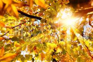 Herbstsonne strahlt durch Buchenblätter
