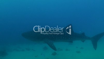 Whale shark in shallow water