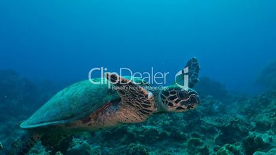 Hawksbill Turtle swimming on a coral reef