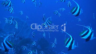 Shoal of Bannerfish on a Coral reef