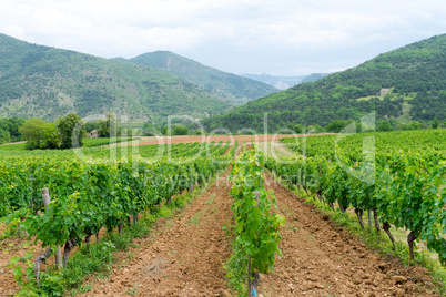 vineyard in provence