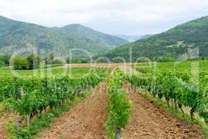 vineyard in provence