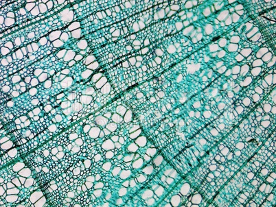 Pine Wood micrograph