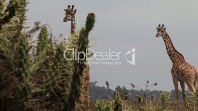 Giraffes in the savanna. Kenya.