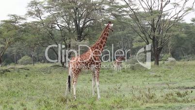 Giraffes in the savanna. Kenya.